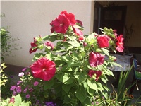 1b9d685d-Picture 009.jpg
